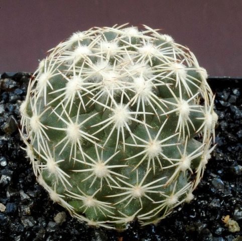 Coryphantha_obscura